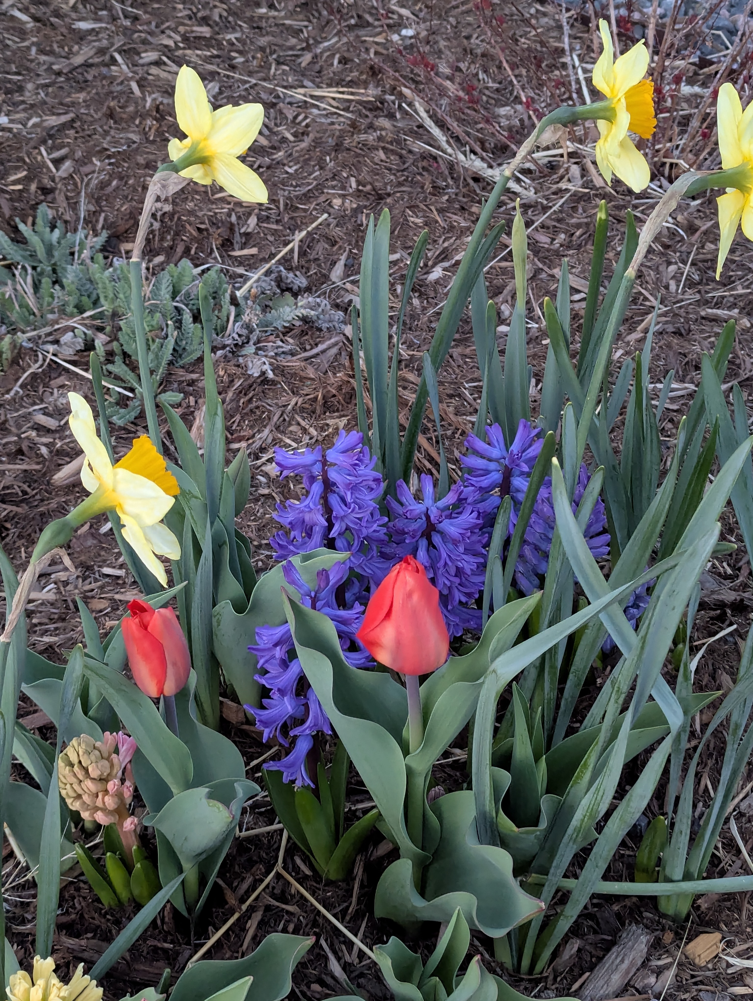 Hyacinth, Daffodils, Tulips, Morrison, Colorado